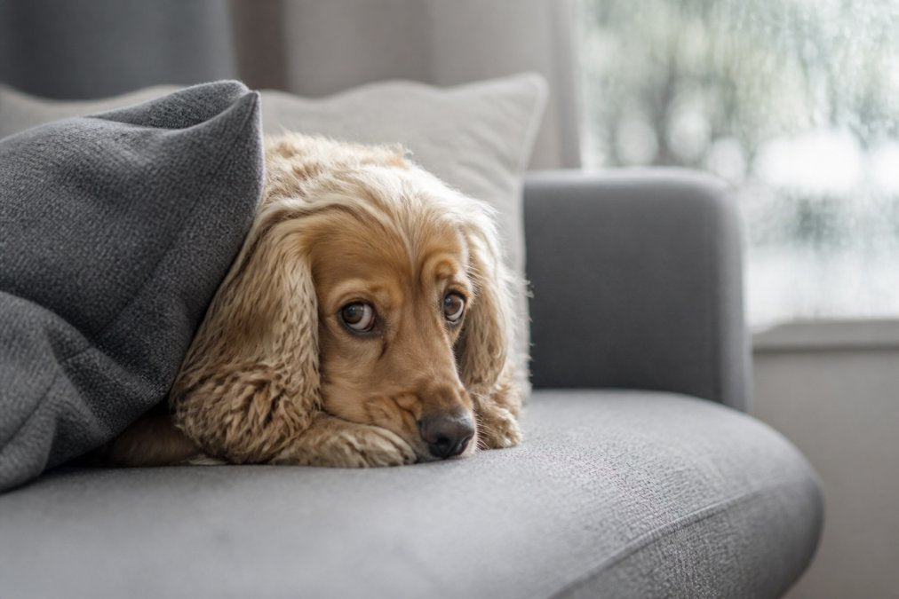 How to Help Anxious Pets: A 2026 Owner's Guide