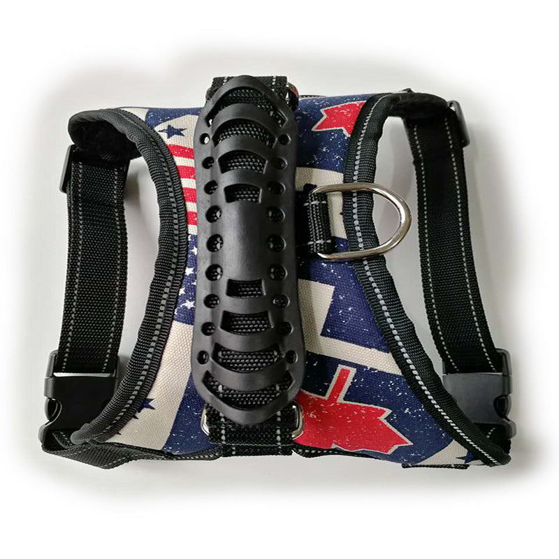Dog leash displayed as an everyday pet walking accessory