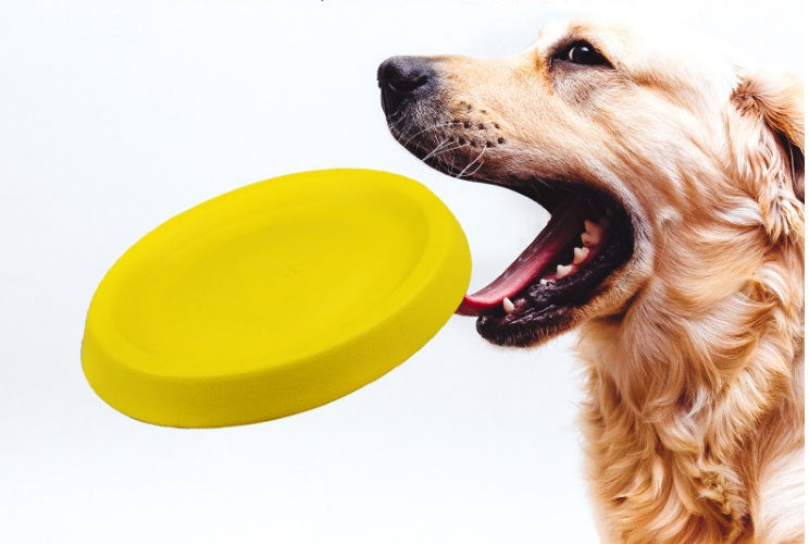 Plastic dog fetch toy displayed against a plain background