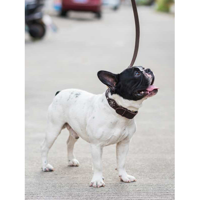 Cowhide dog leash displayed as a pet walking accessory