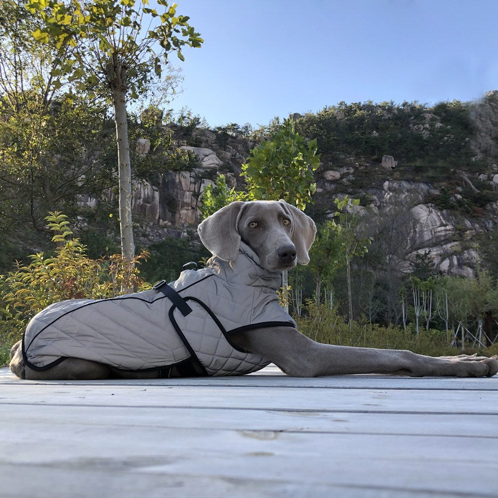 Shop the reflective tactical dog jacket from Big Paw. Explore full-body dog clothing with a tactical-inspired design and reflective detailing.
