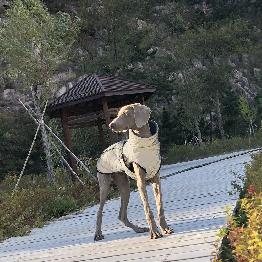 Shop the reflective tactical dog jacket from Big Paw. Explore full-body dog clothing with a tactical-inspired design and reflective detailing.
