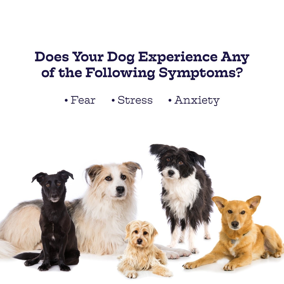 Chillout Chews for Dogs product packaging